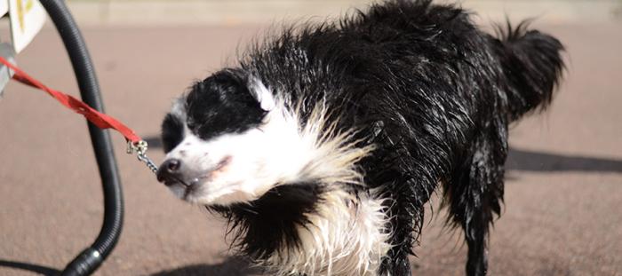 Can you use human shampoo on dogs when it's natural?