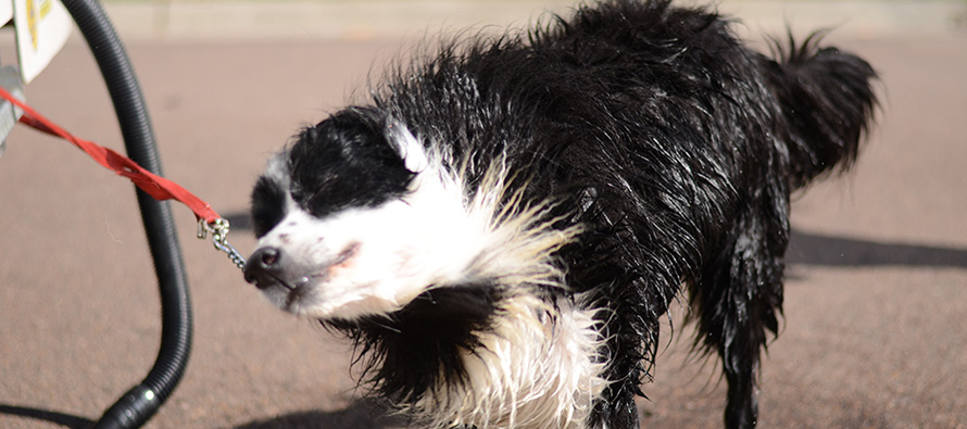 Can you use human shampoo to wash a dog best sale